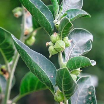 Ashwagandha - wsparcie dla Twojego codziennego samopoczucia