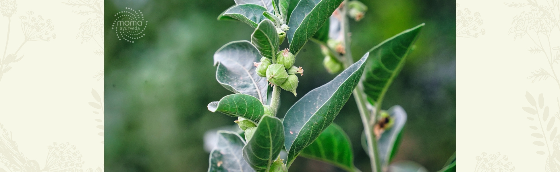 Ashwagandha - wsparcie dla Twojego codziennego samopoczucia