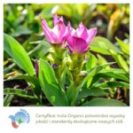Kurkuma wykorzystywana w produktach Aurospirul oraz certyfikat India Organic