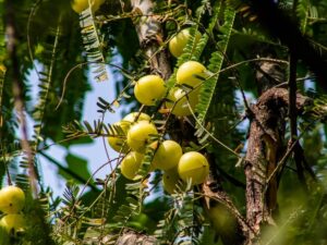 Amla