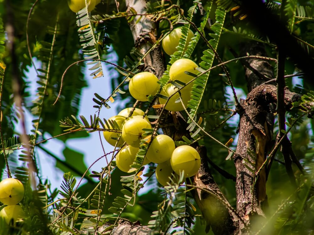 Amla