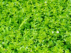 Brahmi