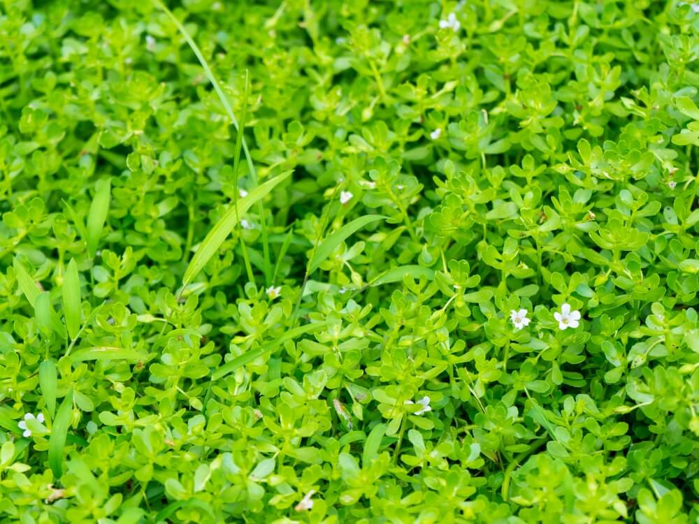 Brahmi