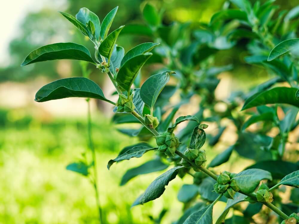 Ashwagandha