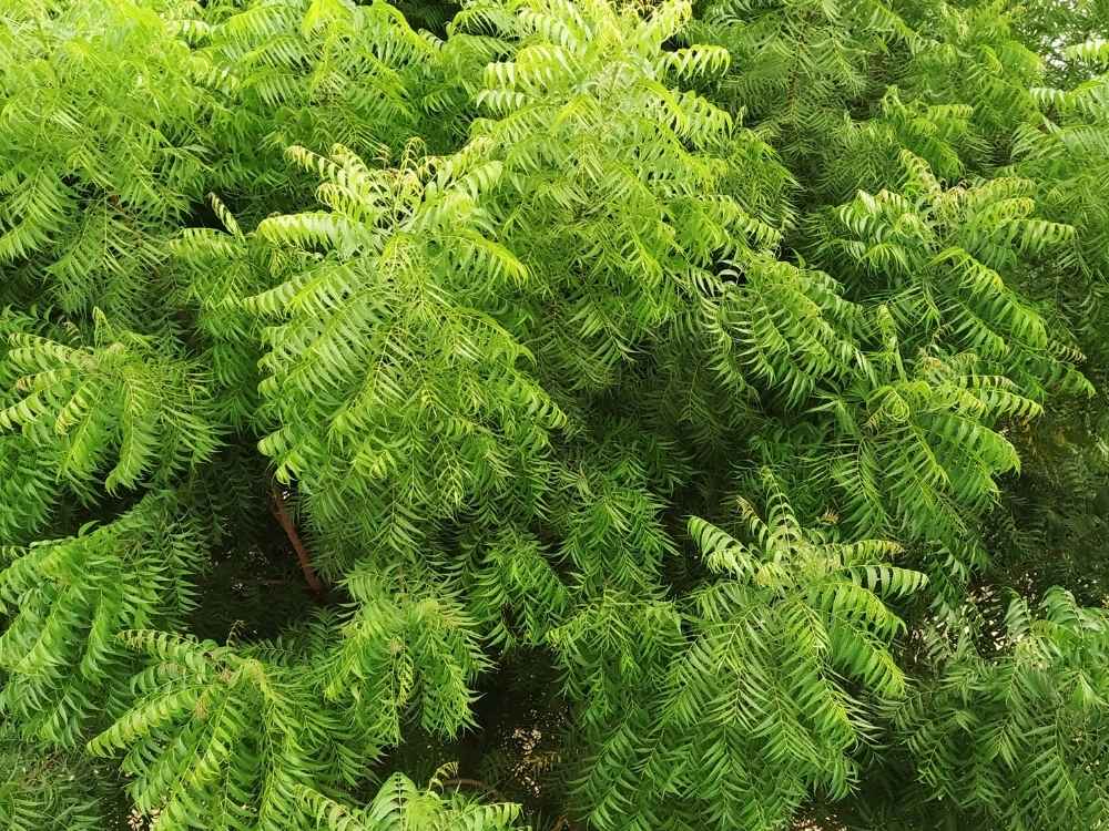Neem