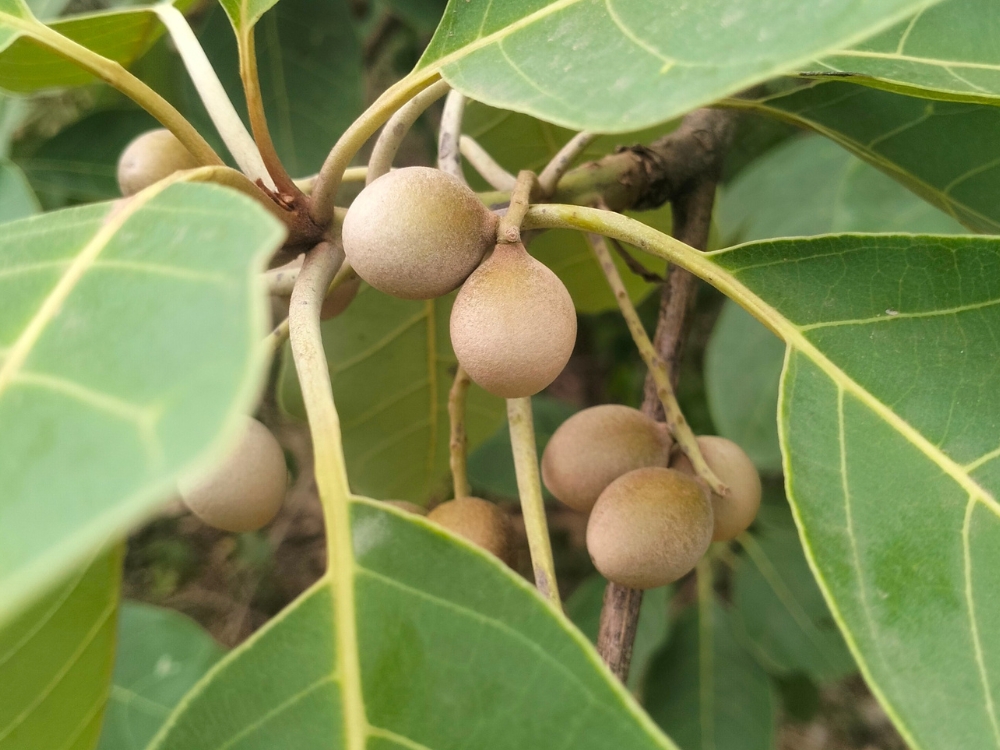 Bibhitaki